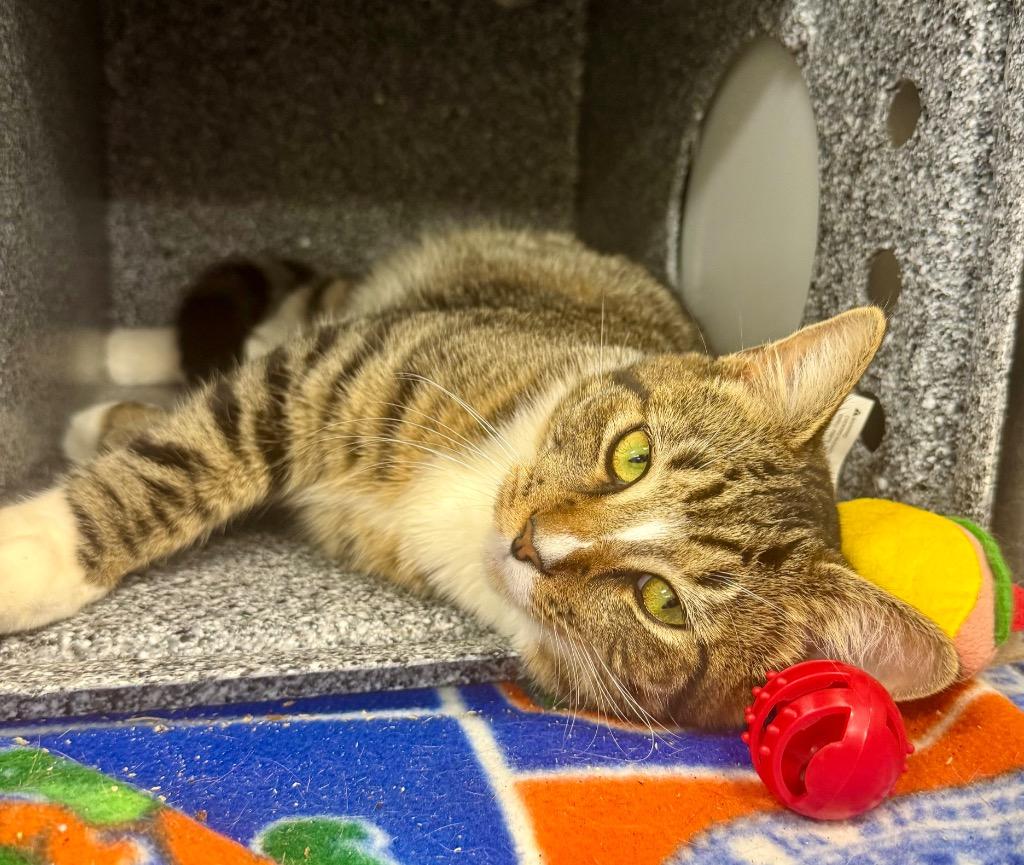 Noah, Adoptable, Young Male Domestic Short Hair.