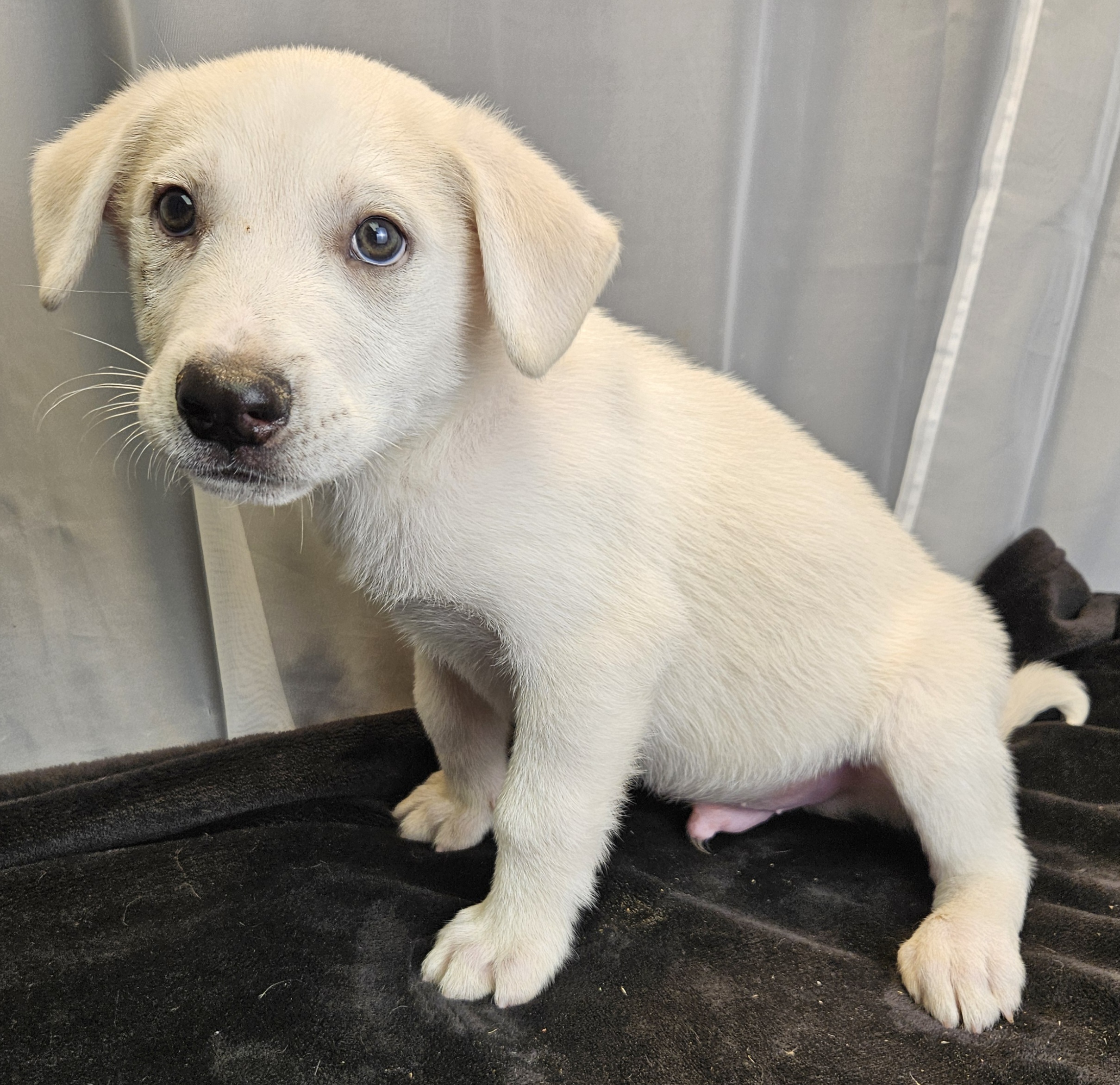 Dog for adoption Alfalfa, a German Shepherd Dog & Labrador Retriever