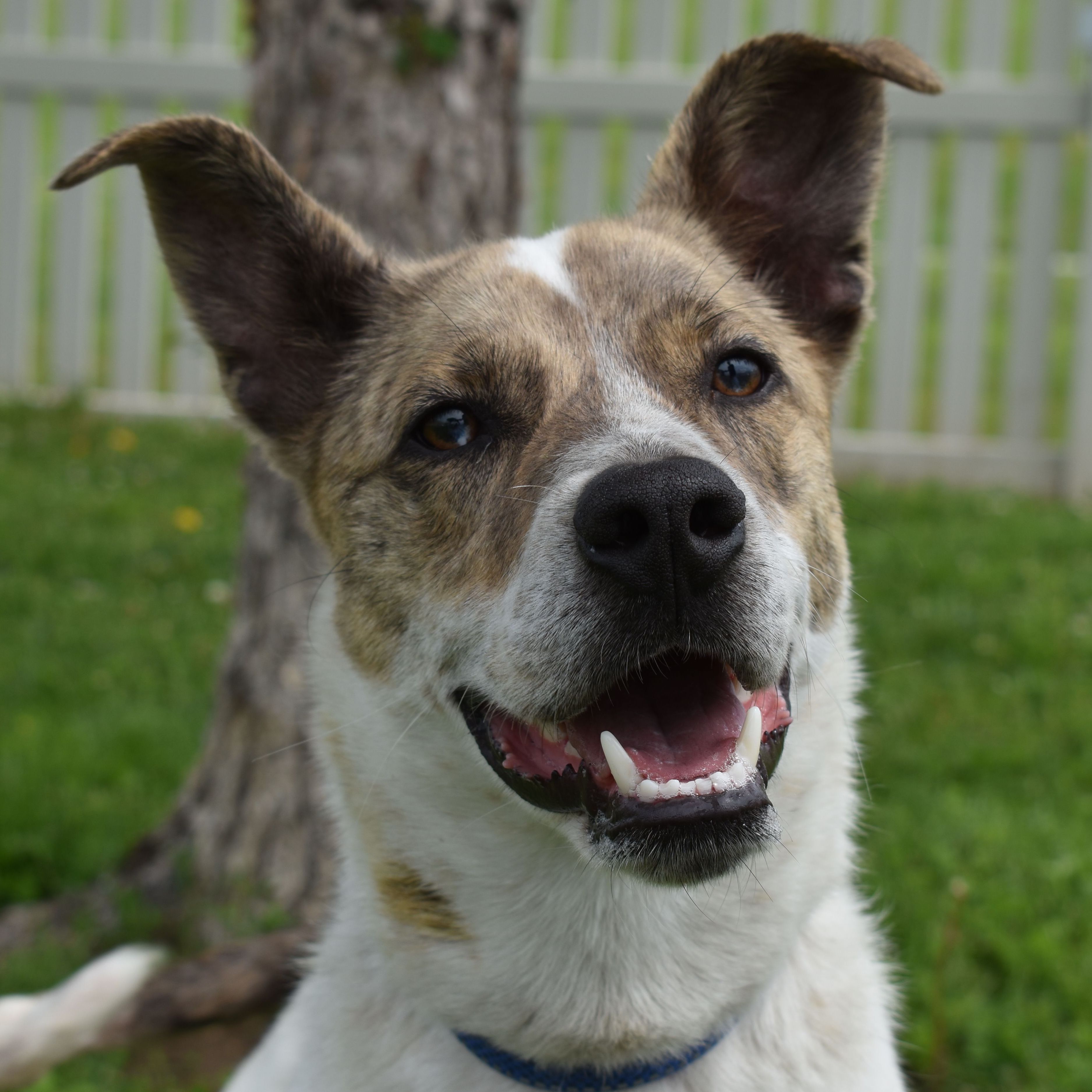 Solo, a Adoptable mixed breed in Auburn, NE image 1/6