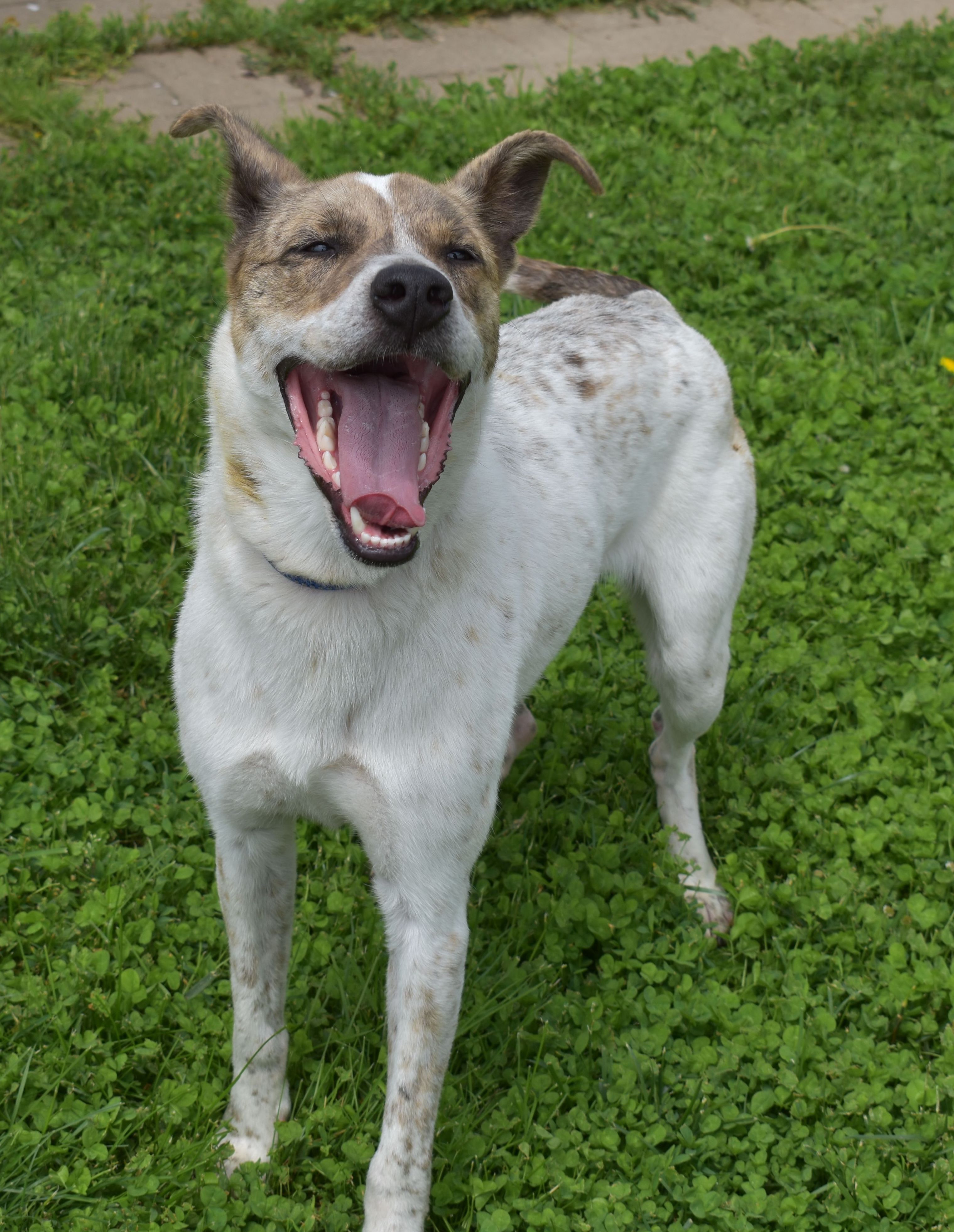 Solo, a Adoptable mixed breed in Auburn, NE image 2/6