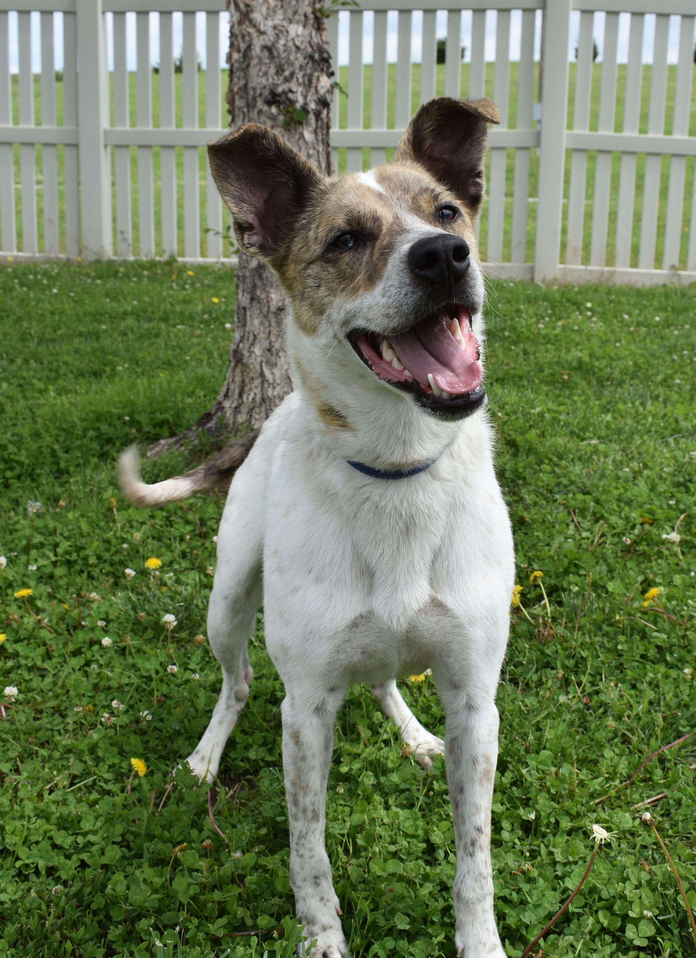 Solo, a Adoptable mixed breed in Auburn, NE image 3/6