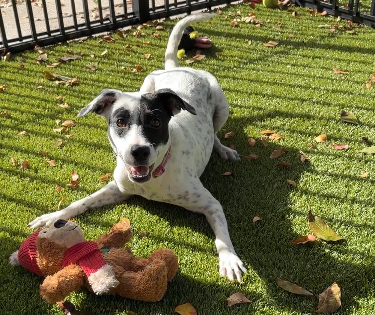 Panda — thumbnail 2