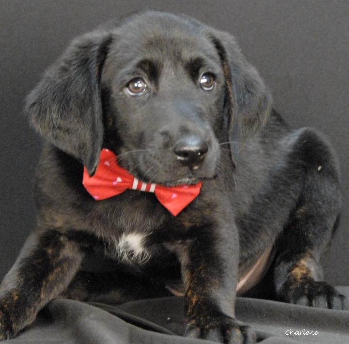 Enlarge Buick, a ADOPTABLE mixed breed in Newland, NC image 1/1