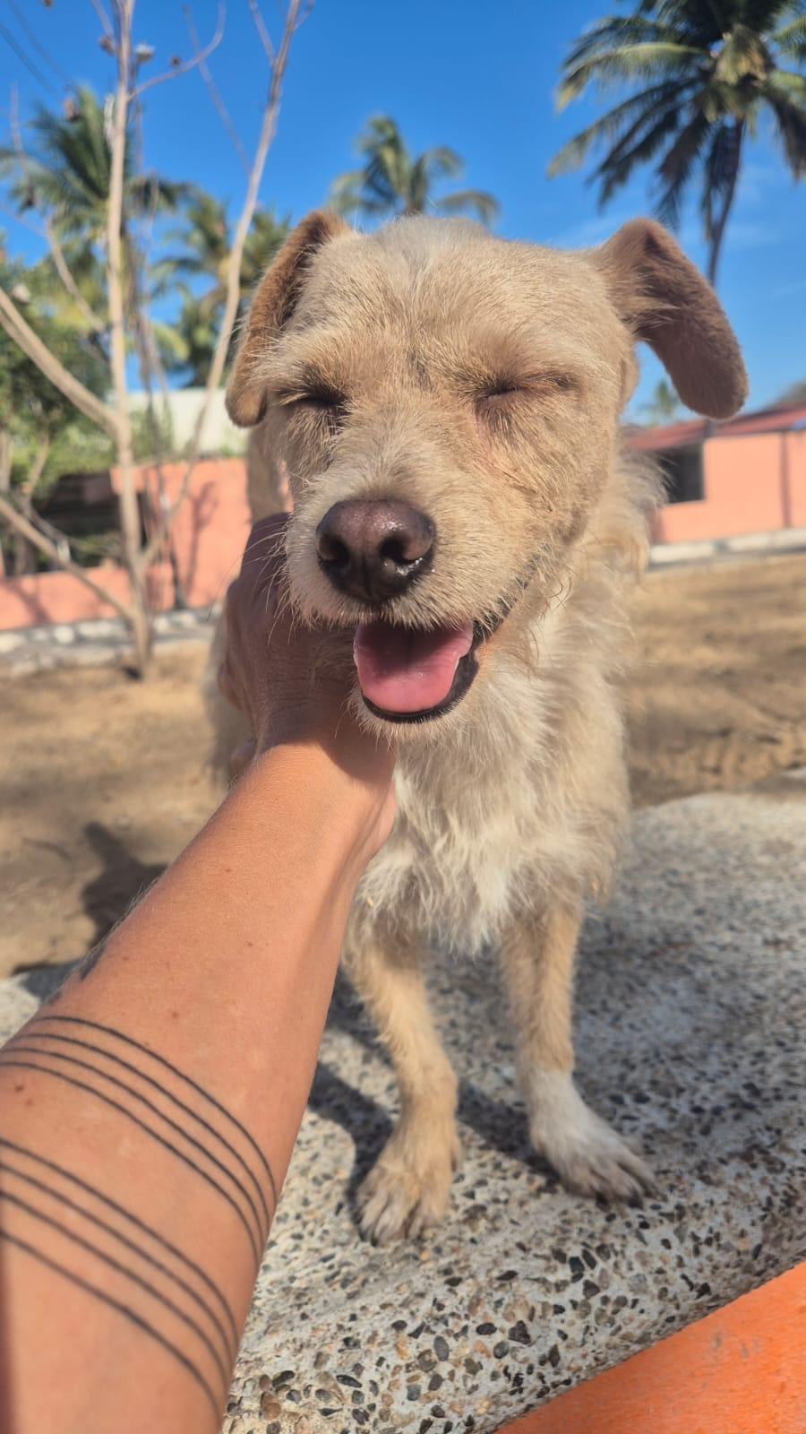 Ben, an adopted mixed breed in oregon city, OR image 2/3