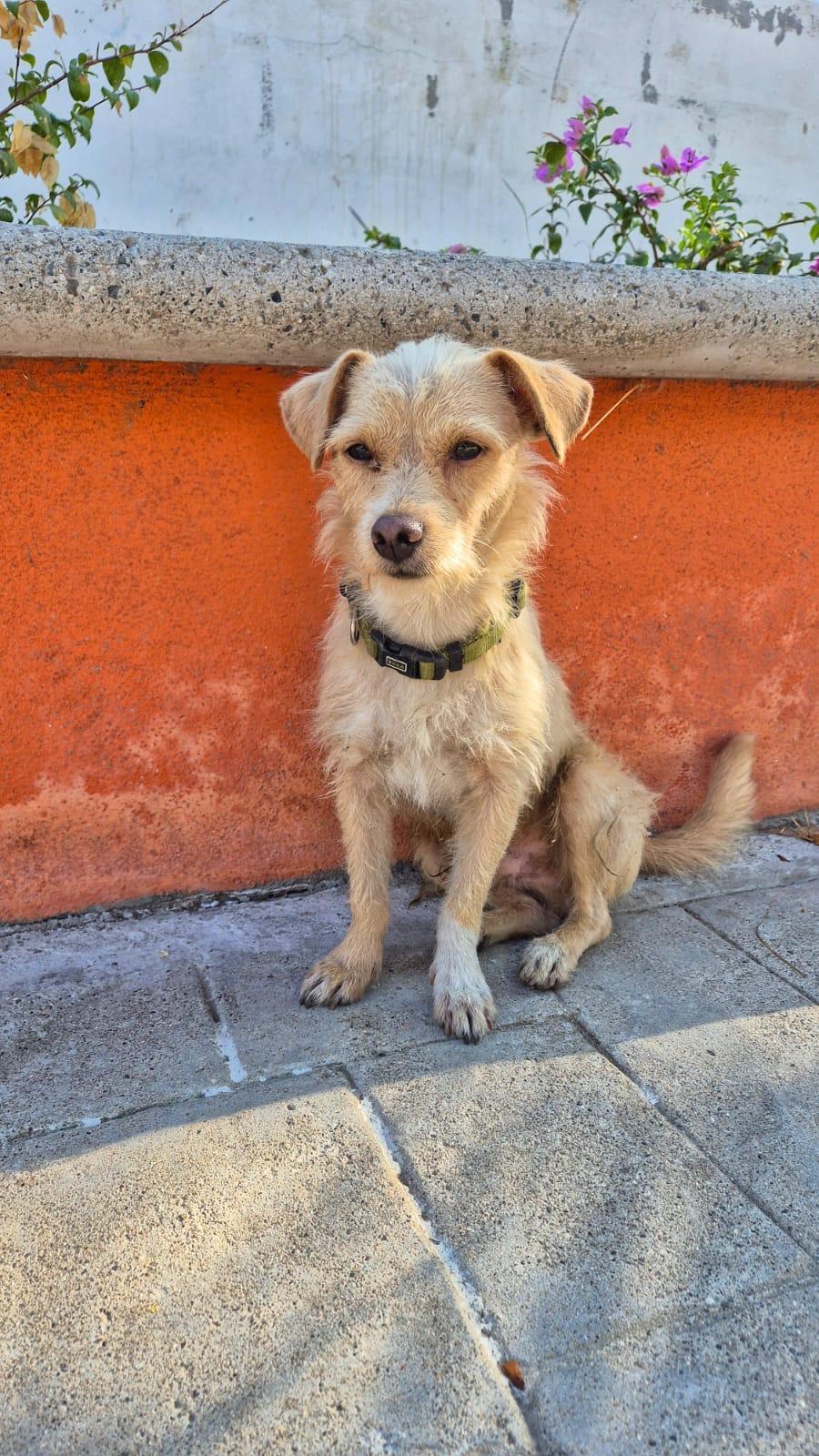 Ben, adopted, Young Male Border Terrier & Cairn Terrier.