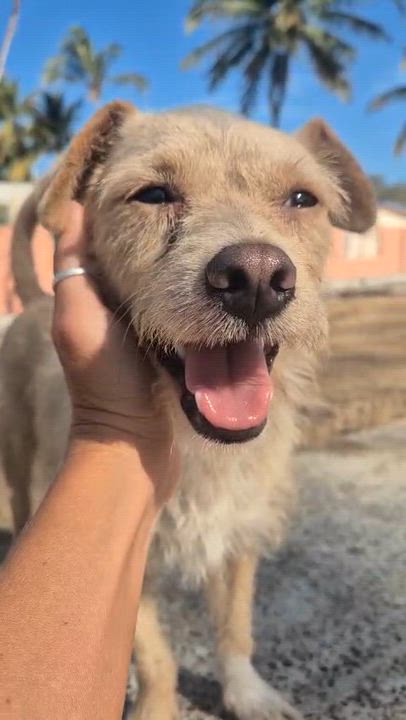 Enlarge Ben, an adopted mixed breed in oregon city, OR video 3/3