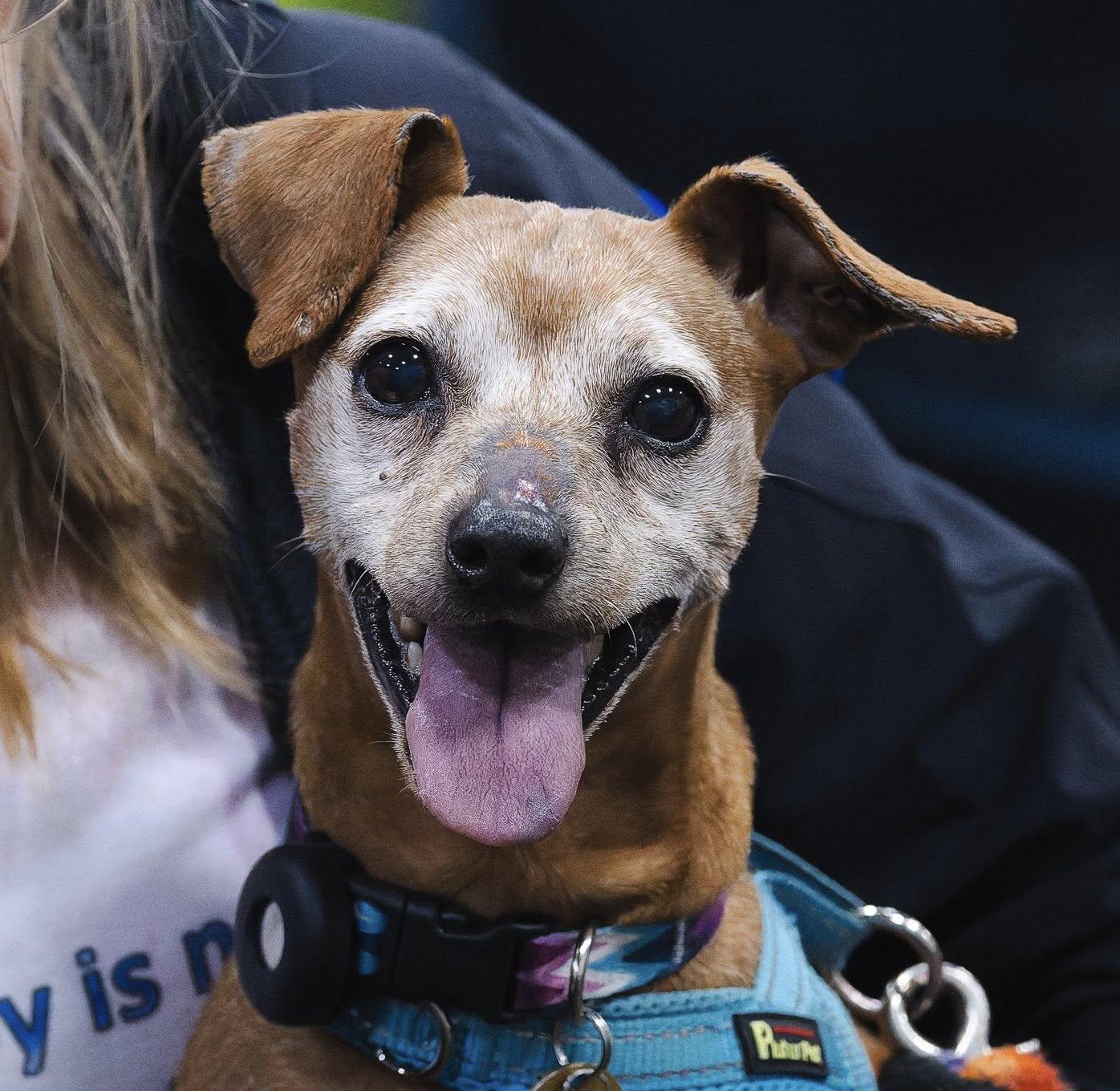 Enlarge Minnie, a Adoptable Miniature Pinscher in Austin, TX image 1/6