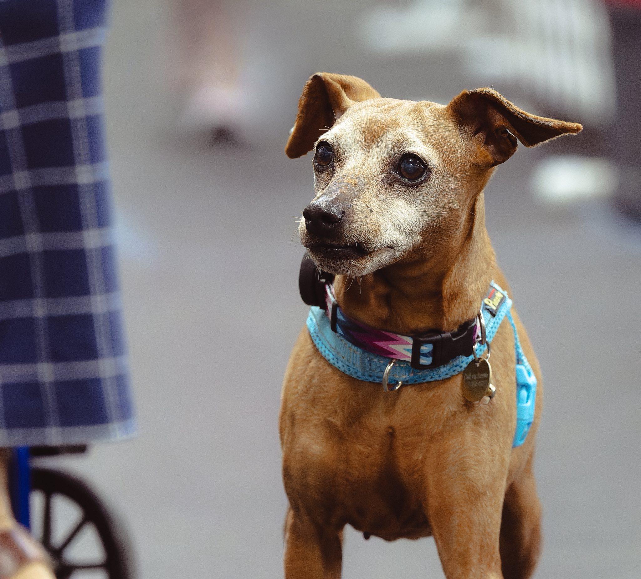 Minnie, Adoptable, Adult Female Miniature Pinscher.
