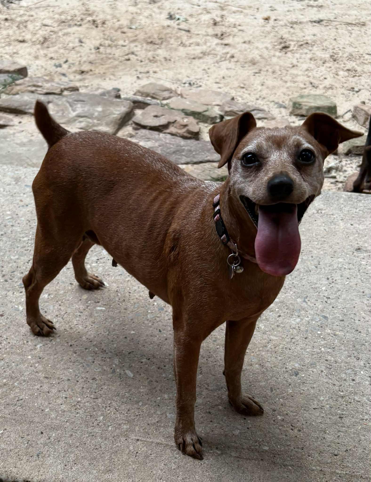 Enlarge Minnie, a Adoptable Miniature Pinscher in Austin, TX image 1/4