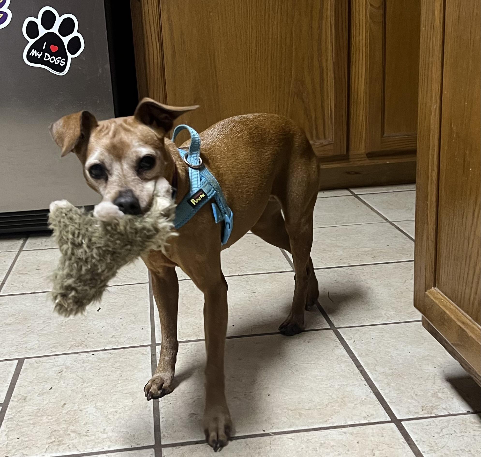 Minnie, Adoptable, Senior Female Miniature Pinscher.