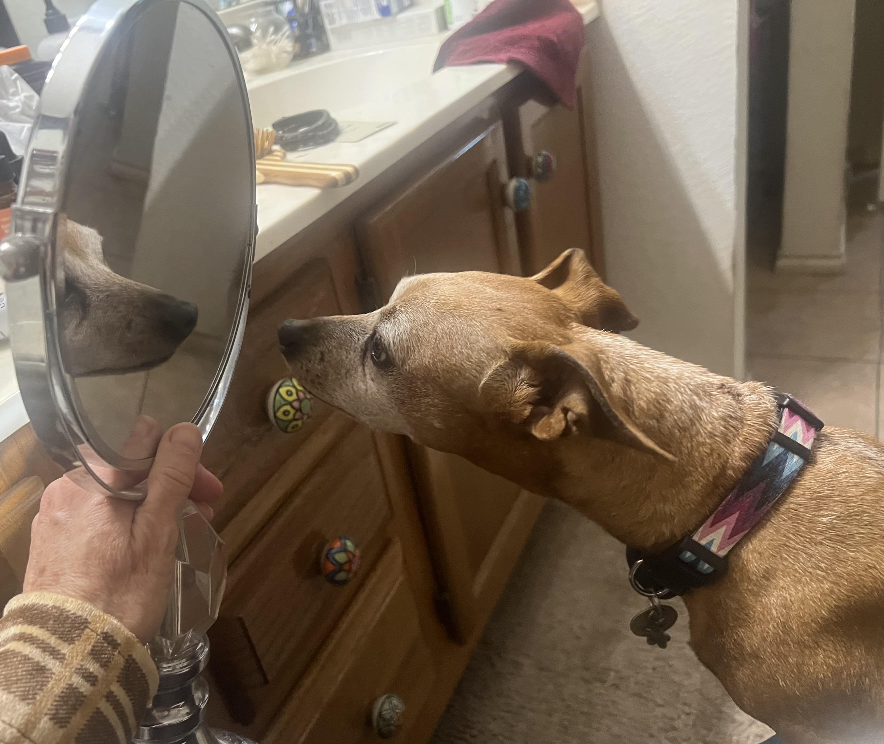 Enlarge Minnie, a Adoptable Miniature Pinscher in Austin, TX image 2/6