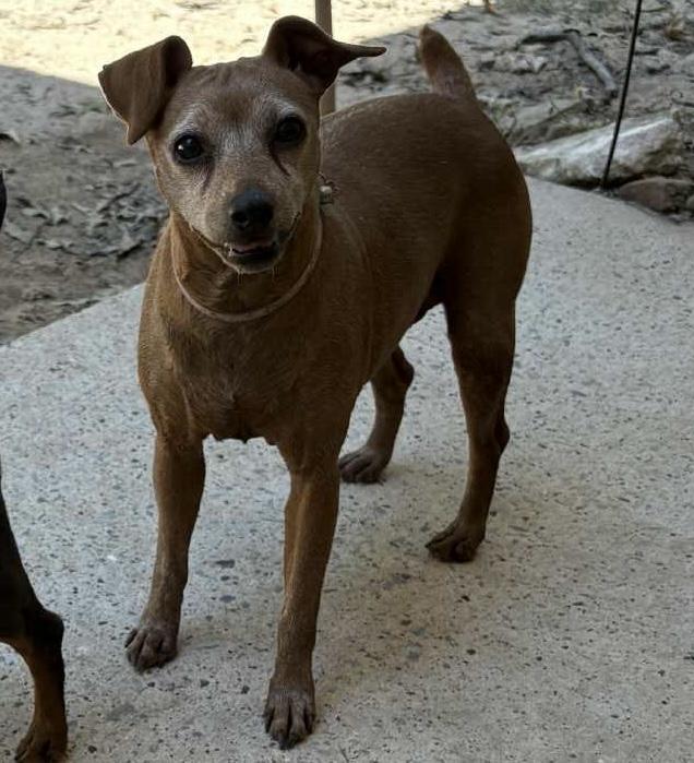 Enlarge Minnie, a Adoptable Miniature Pinscher in Austin, TX image 2/4