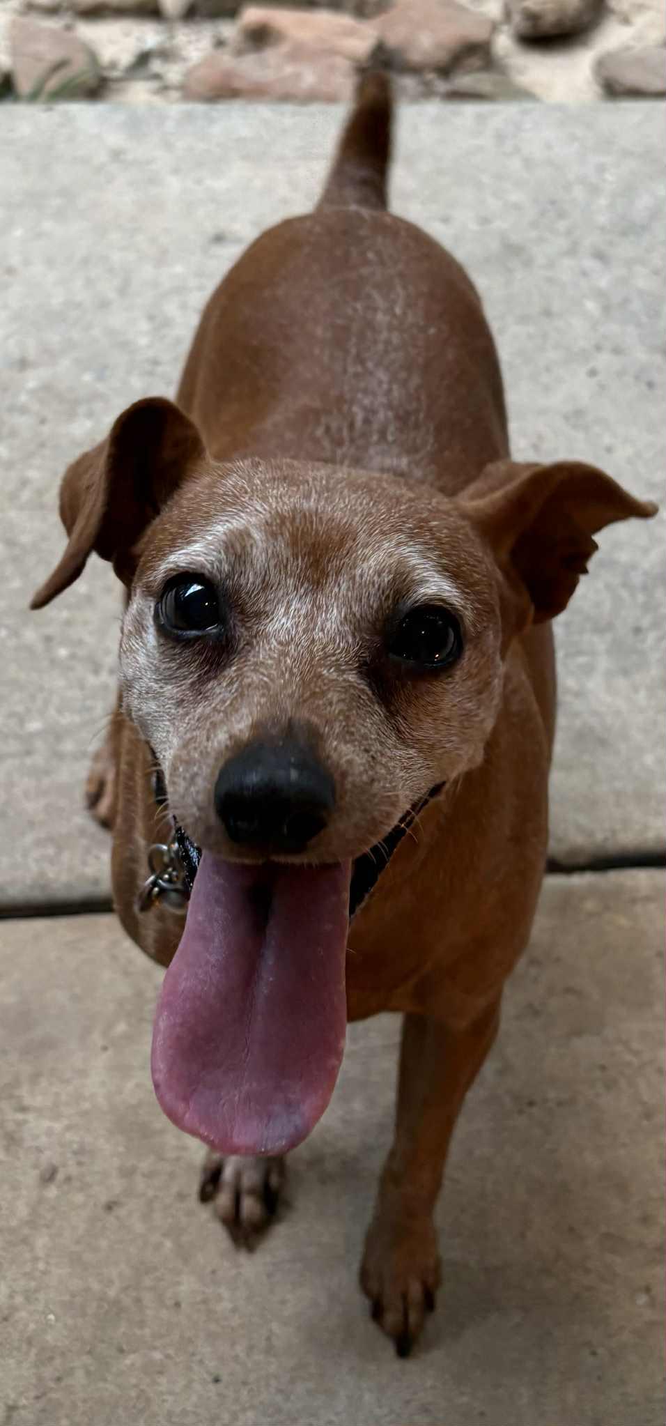 Enlarge Minnie, a Adoptable Miniature Pinscher in Austin, TX image 3/4