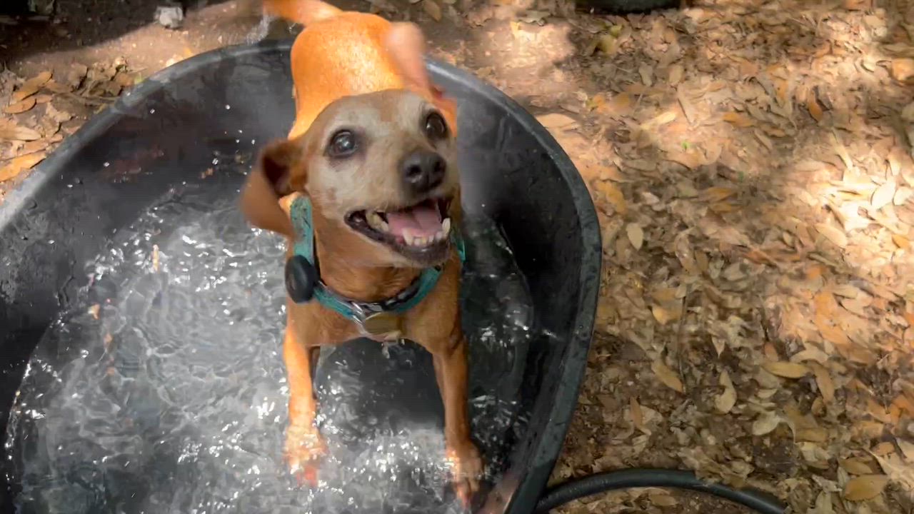 Enlarge Minnie, a Adoptable Miniature Pinscher in Austin, TX video 6/6
