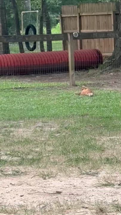 Enlarge Minnie, a Adoptable Miniature Pinscher in Austin, TX video 4/4