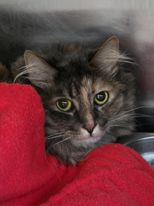 Jewel, adopted, Adult Female Domestic Medium Hair.