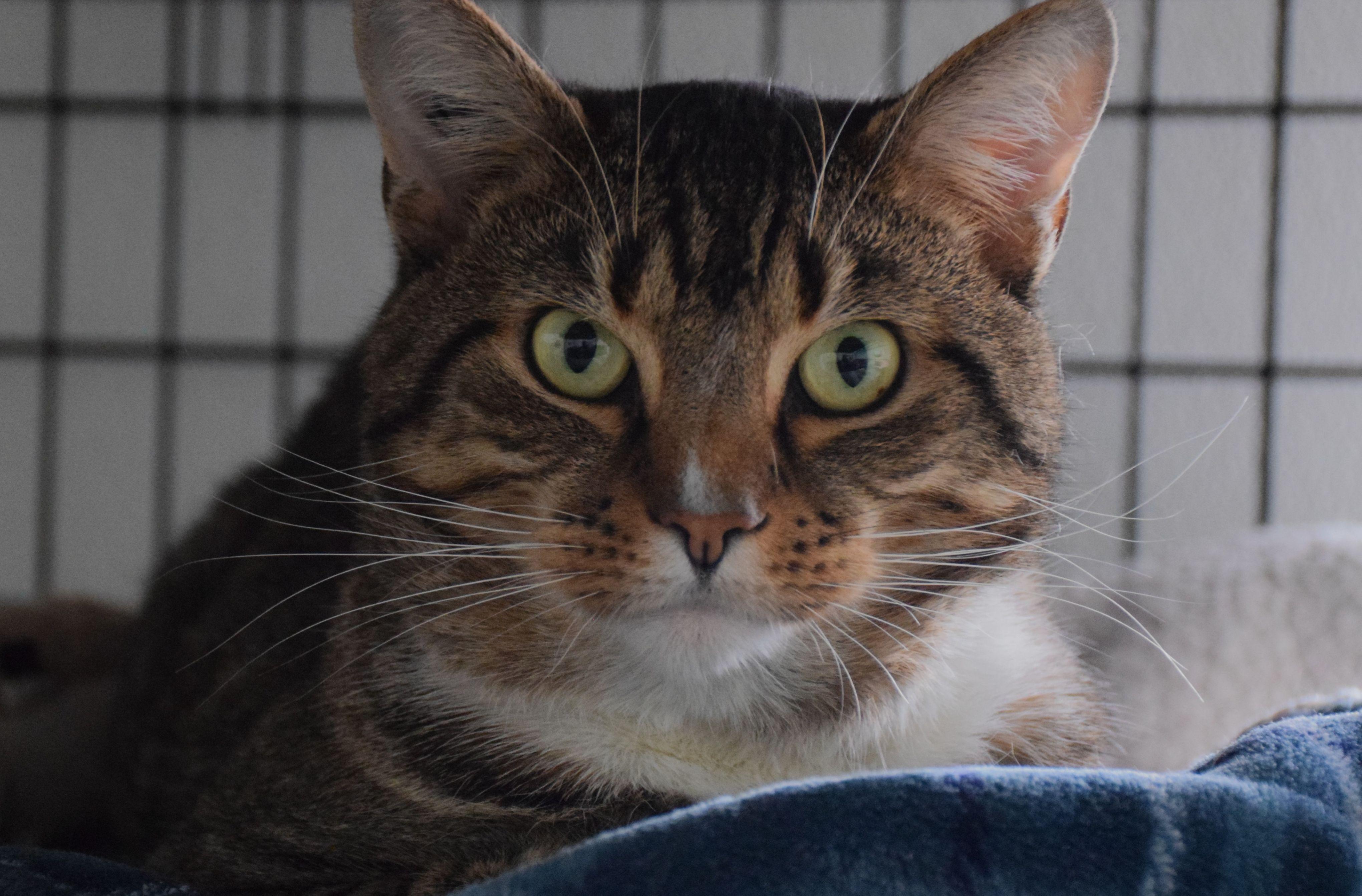 Marge, ADOPTABLE, Adult Female Tabby.