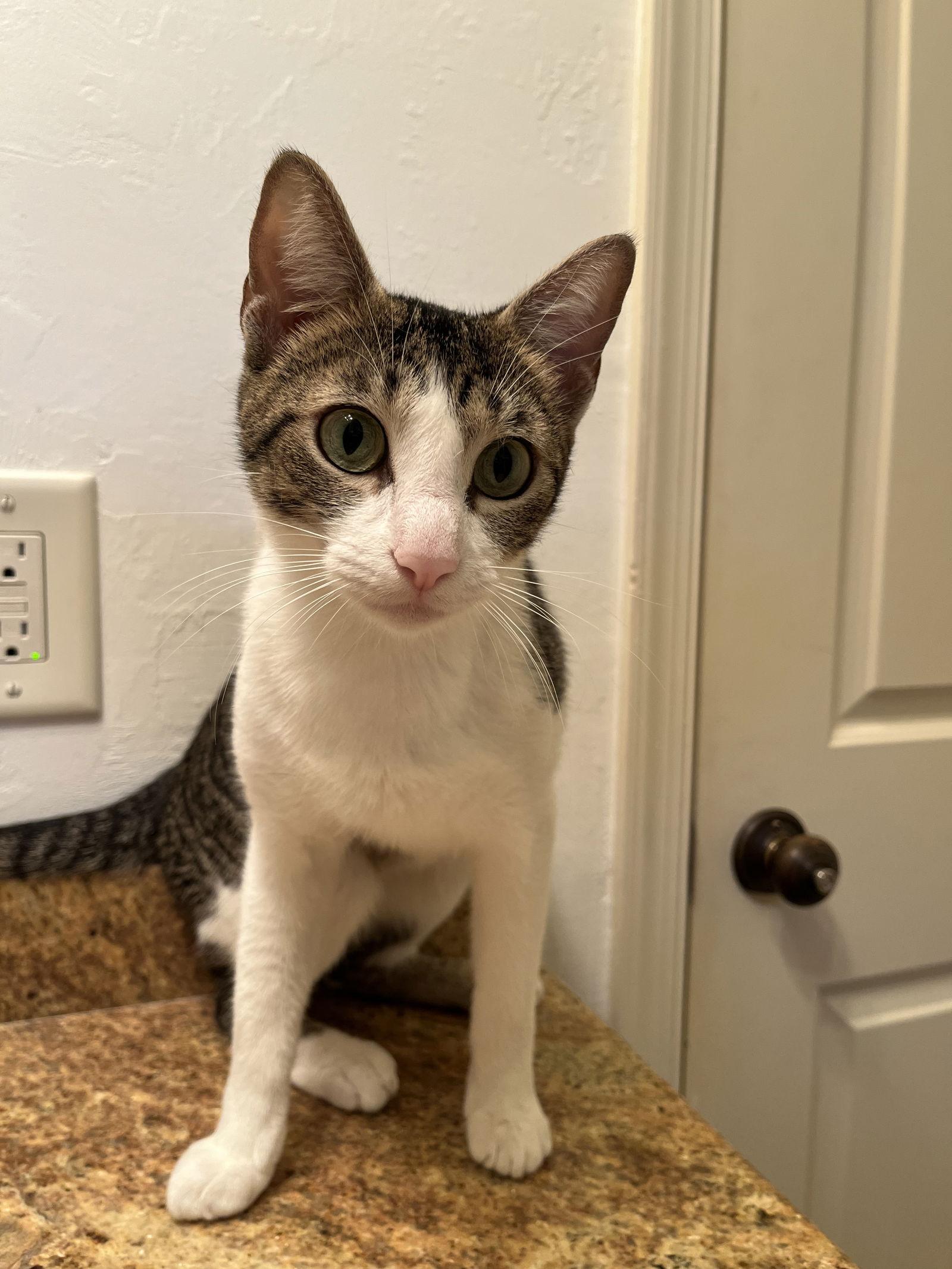 Enlarge Emmy, a Adoptable Domestic Short Hair in Naples, FL image 1/1