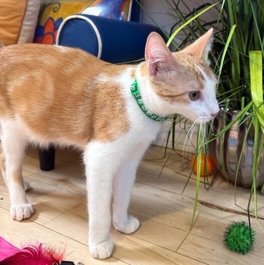 Pesto Pop — thumbnail 4