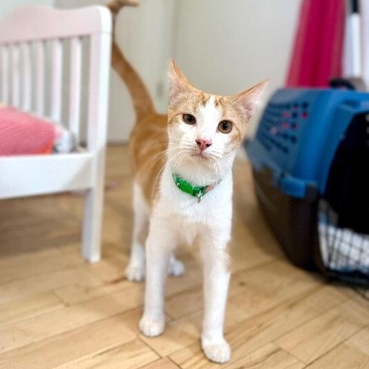 Pesto Pop — thumbnail 5