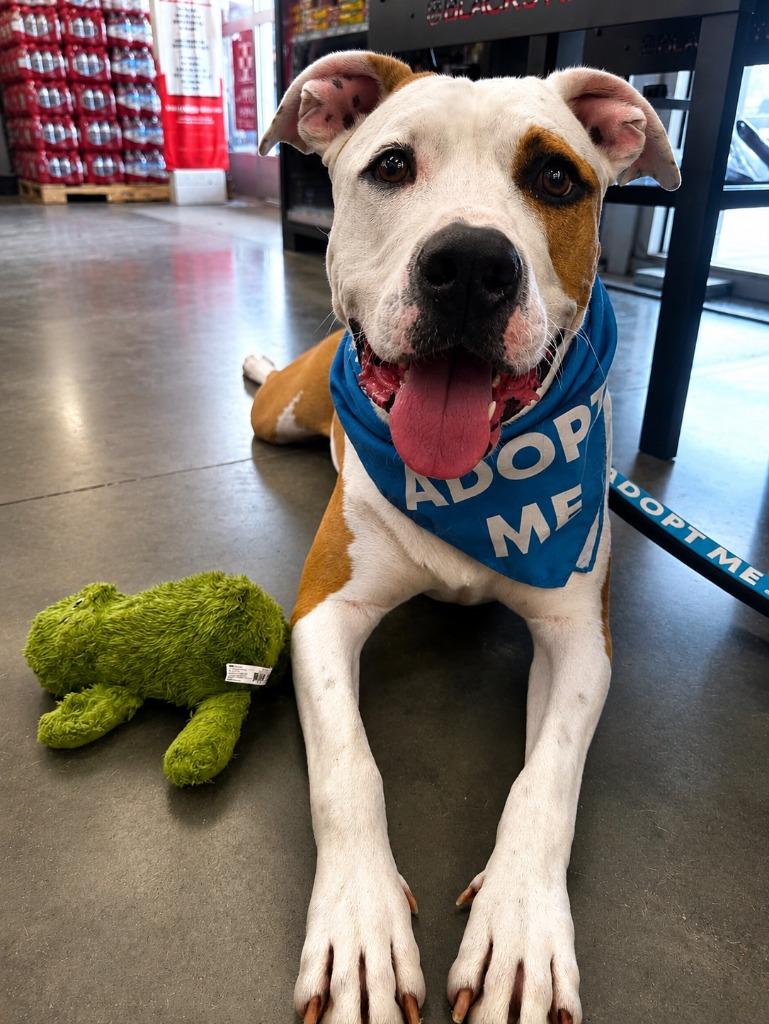 Duke (Cell Dog Graduate), a Adoptable mixed breed in Labelle, FL image 1/5