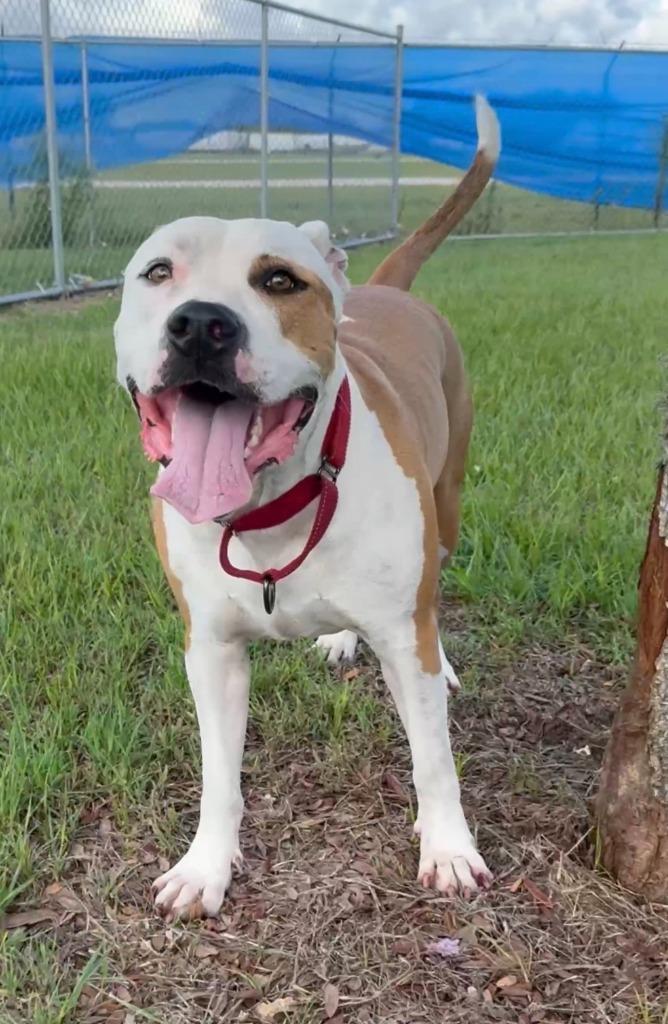 Duke (Cell Dog Graduate), a Adoptable mixed breed in Labelle, FL image 3/5