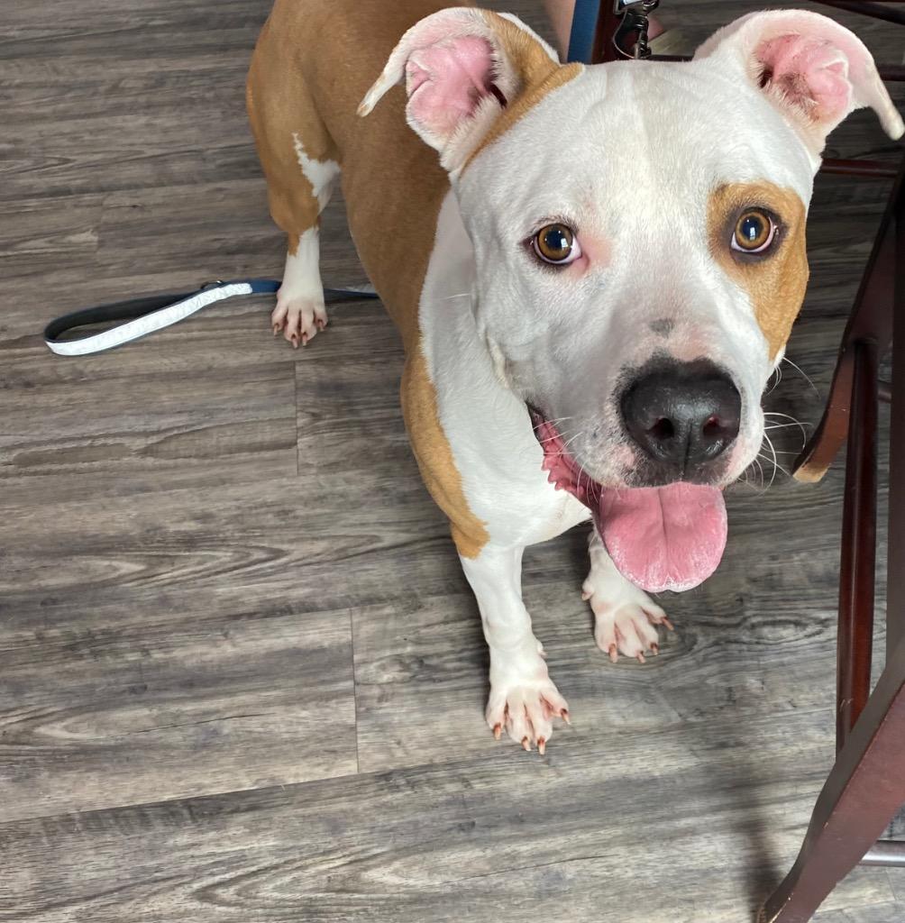 Duke (Cell Dog), Adoptable, Young Male American Bulldog & Mixed Breed.