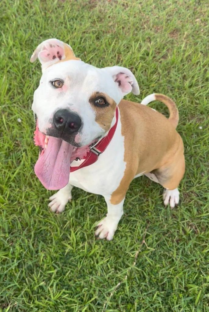 Duke (Cell Dog Graduate), a Adoptable mixed breed in Labelle, FL image 4/5