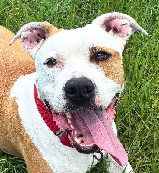 Duke (Cell Dog Graduate), a Adoptable mixed breed in Labelle, FL image 5/5