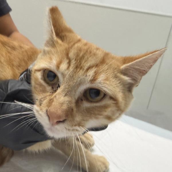 Lumiere, Adoptable, Adult Male Domestic Short Hair.