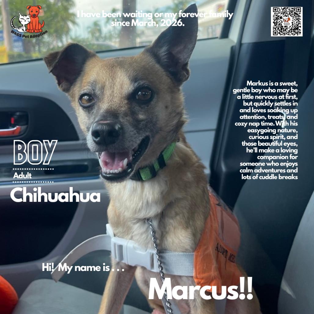 Enlarge Marcus, a Adoptable mixed breed in Westminster, CA image 1/1