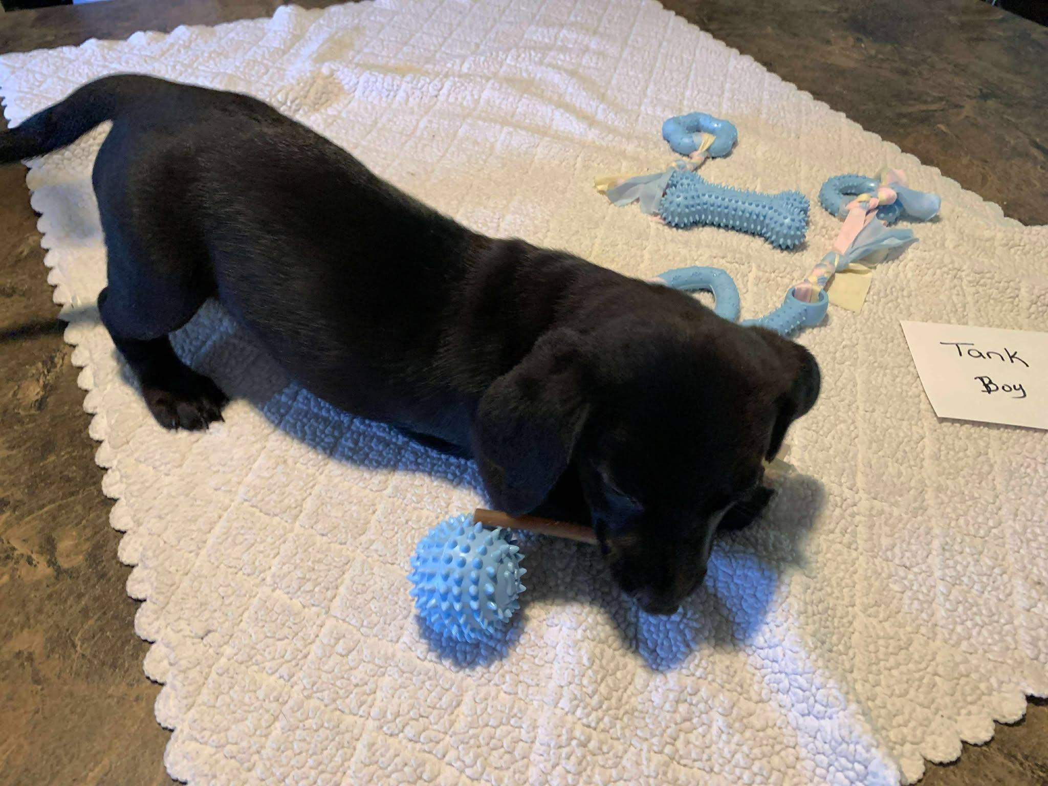Tank, Baby Male Mixed Breed