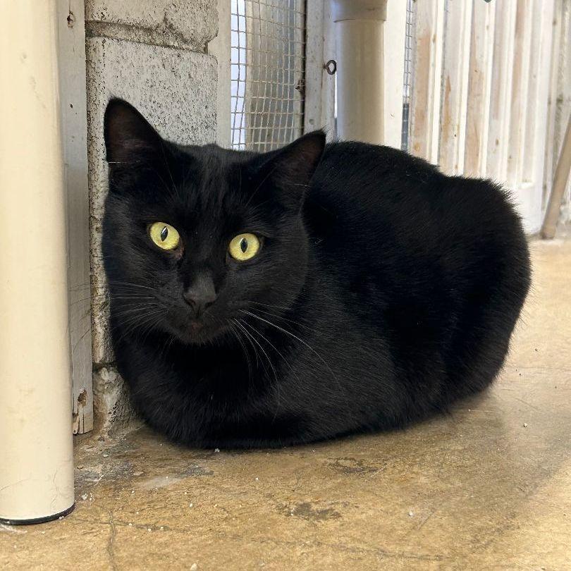 Nash, Adoptable, Adult Male Domestic Short Hair.