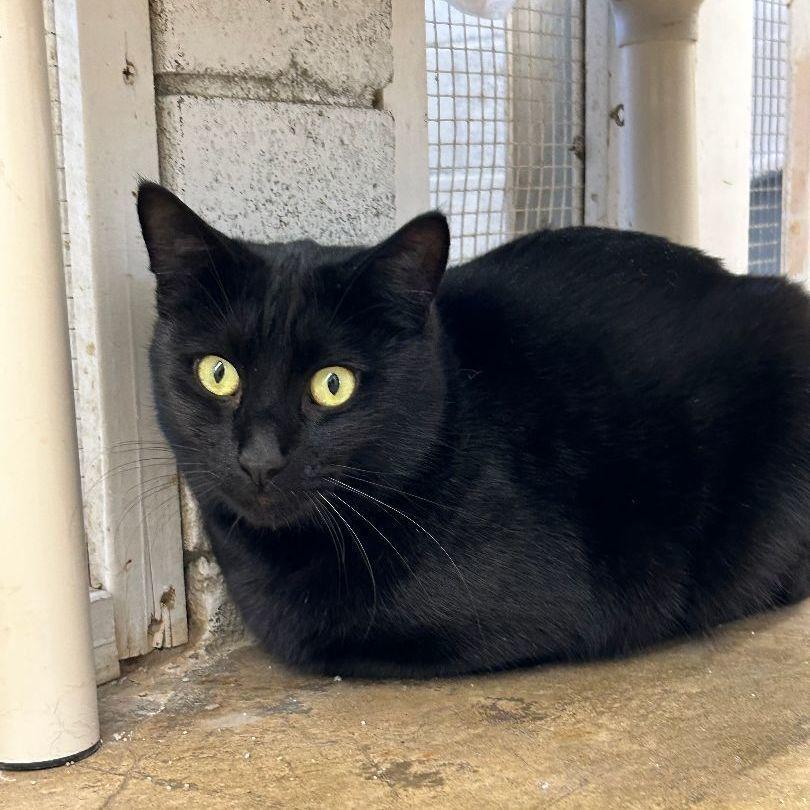 Enlarge Nash, a Adoptable Domestic Short Hair in Ontario, CA image 2/2