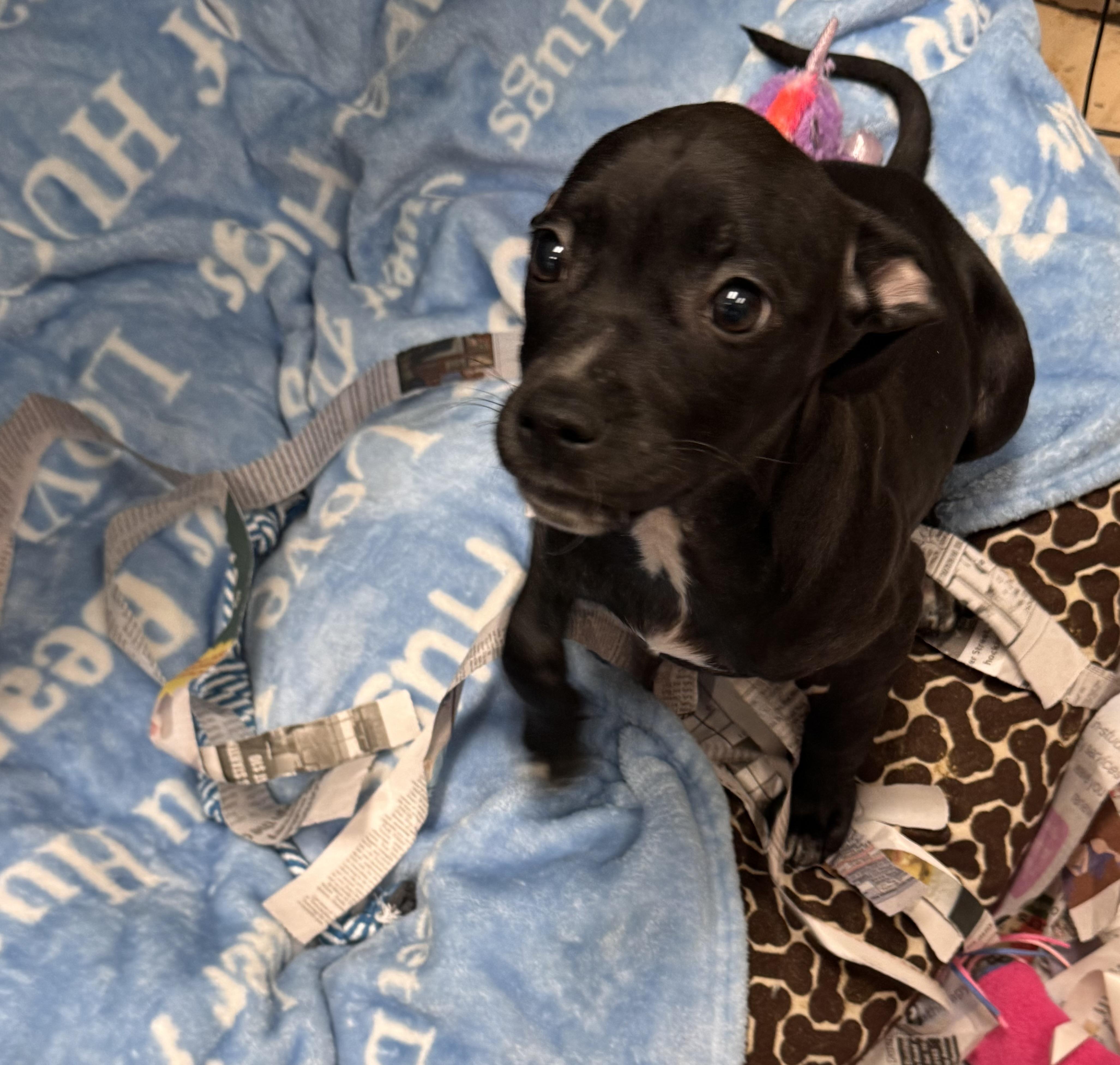 Anna, adopted, Young Female Pit Bull Terrier.