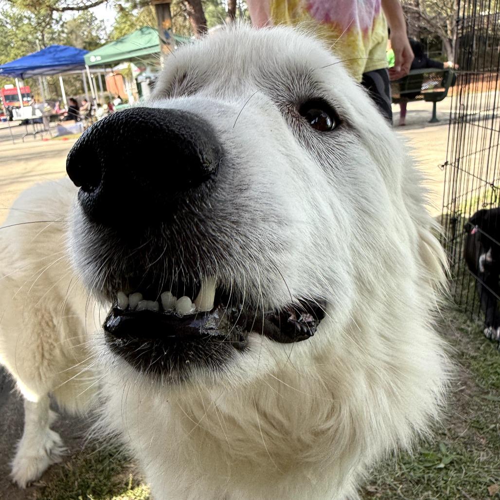 Bunny, Adoptable, Adult Female Great Pyrenees.