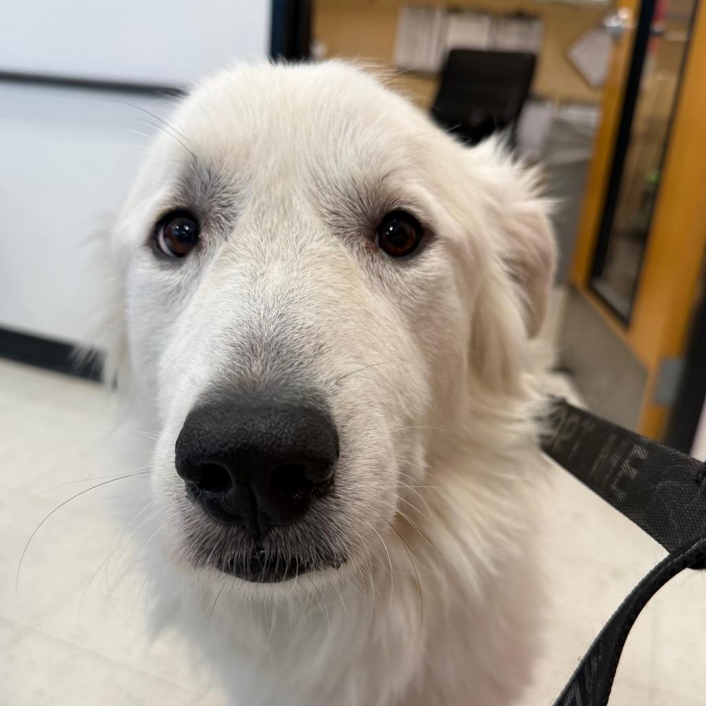 Enlarge Bunny, a Adoptable Great Pyrenees in Aberdeen, NC image 2/6