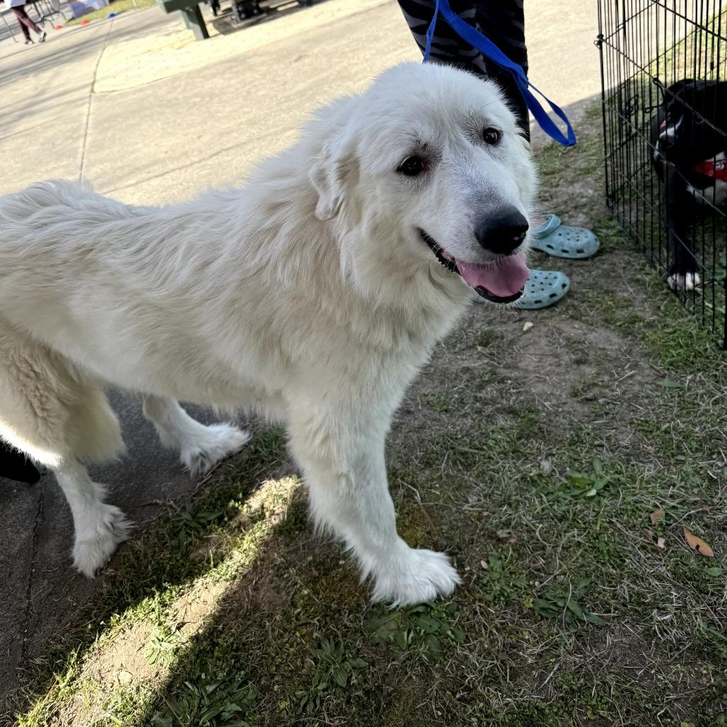 Enlarge Bunny, a Adoptable Great Pyrenees in Aberdeen, NC image 3/6