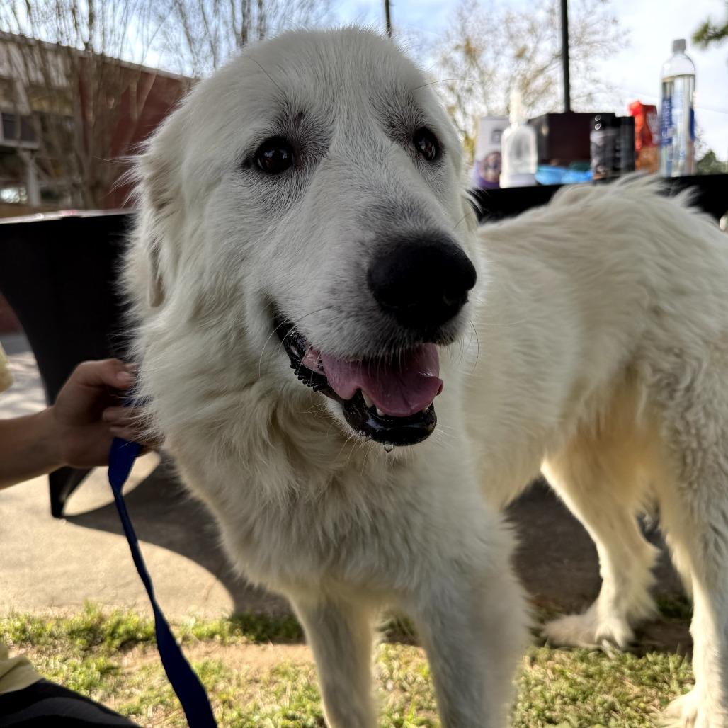 Enlarge Bunny, a Adoptable Great Pyrenees in Aberdeen, NC image 4/6