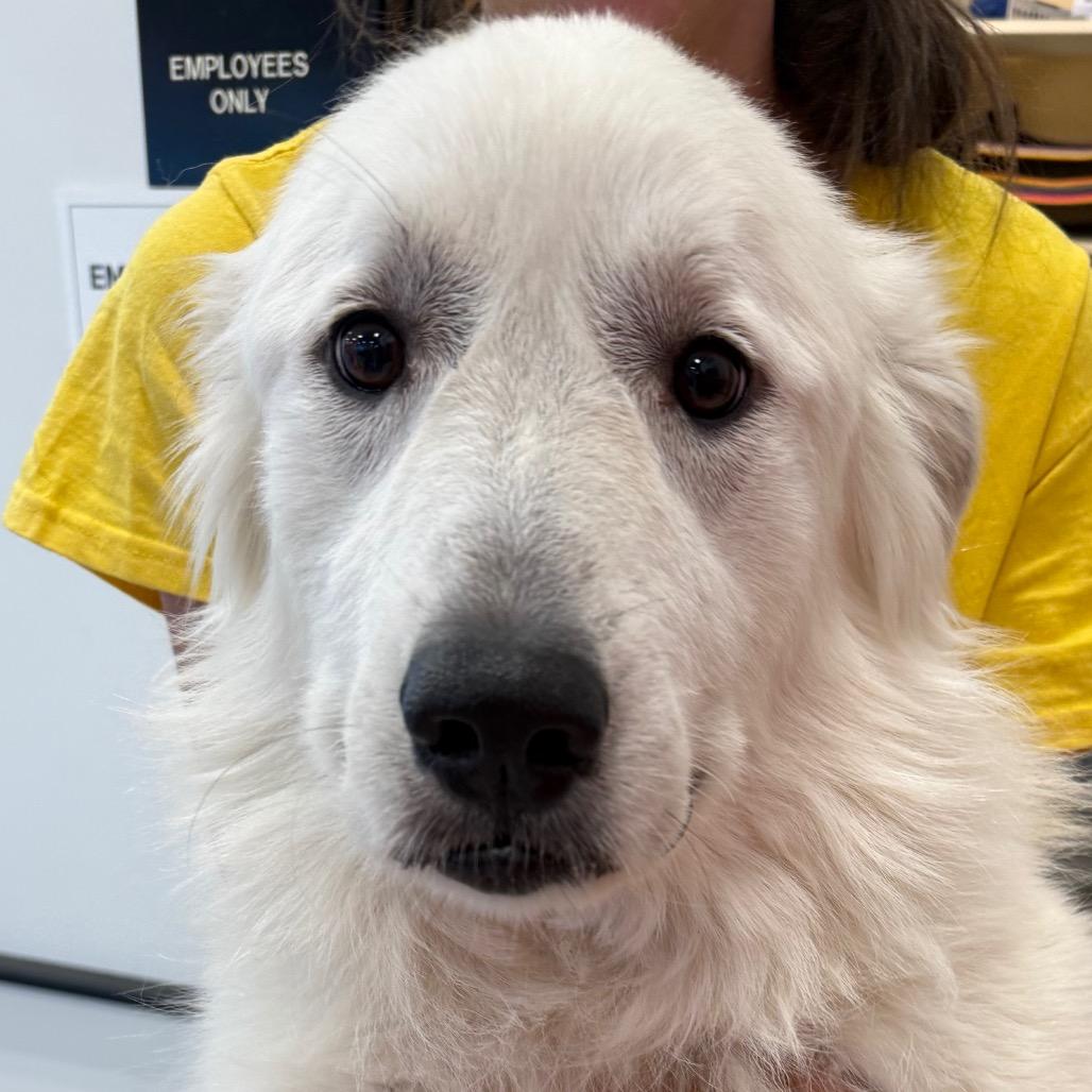 Enlarge Bunny, a Adoptable Great Pyrenees in Aberdeen, NC image 5/6