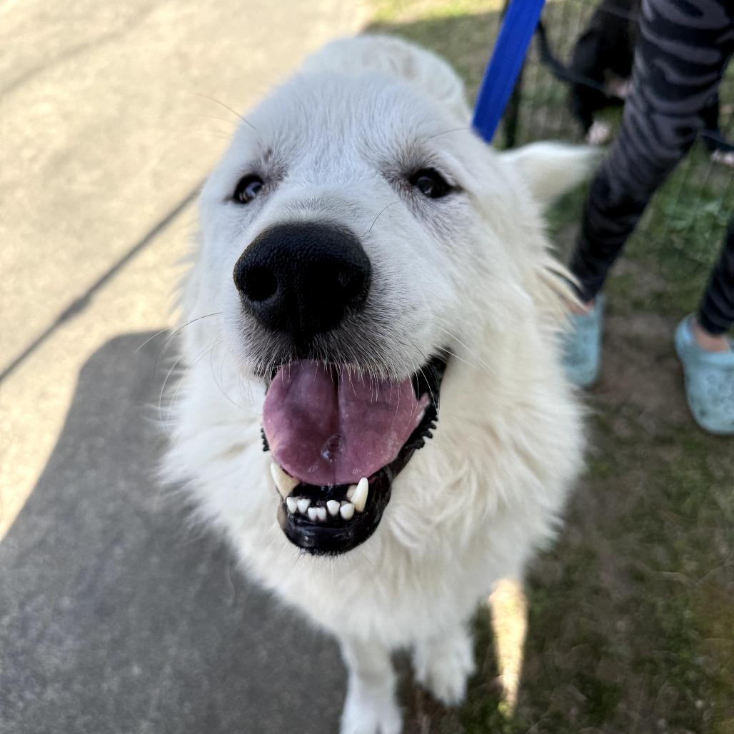 Enlarge Bunny, a Adoptable Great Pyrenees in Aberdeen, NC image 6/6