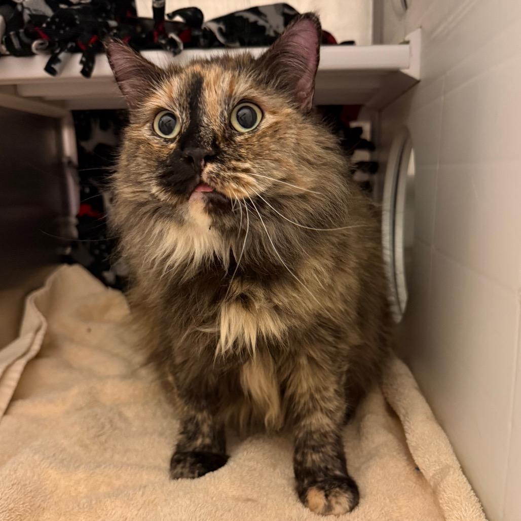 Crimson, Adoptable, Senior Female Domestic Long Hair.