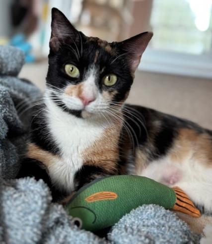 Winnie & Ruth, a Adopted Domestic Short Hair in Ellijay, GA image 1/6