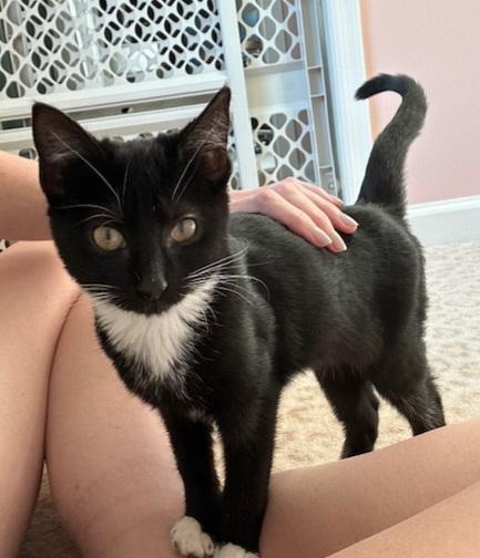 Winnie & Ruth, a Adopted Domestic Short Hair in Ellijay, GA image 2/6