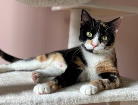 Winnie & Ruth, a Adopted Domestic Short Hair in Ellijay, GA image 3/6