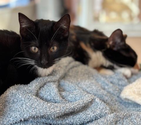 Winnie & Ruth, a Adopted Domestic Short Hair in Ellijay, GA image 4/6