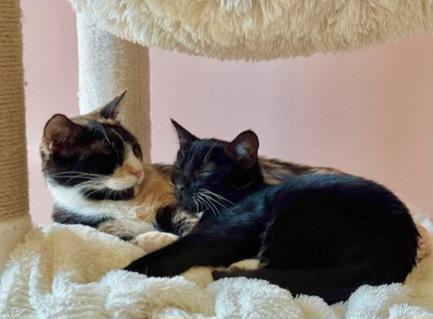 Winnie & Ruth, a Adopted Domestic Short Hair in Ellijay, GA image 5/6