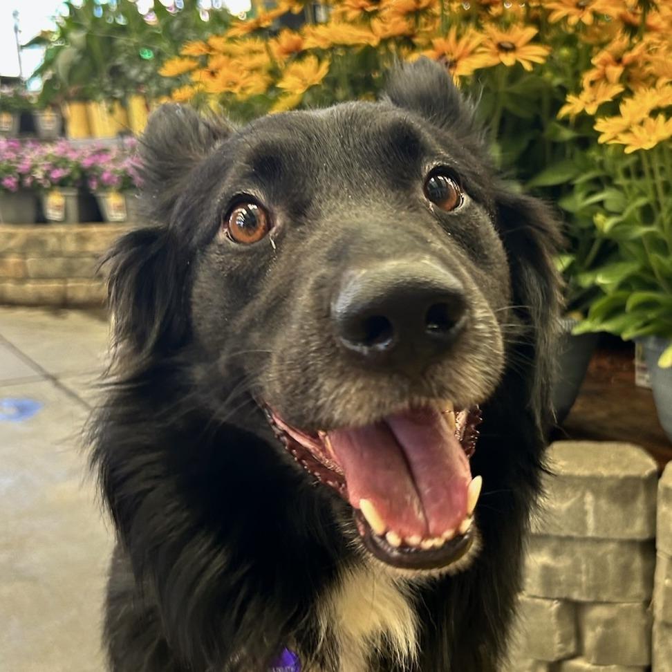 Wolfie aka Admiral, a Adoptable Australian Shepherd in Pahrump, NV image 1/2
