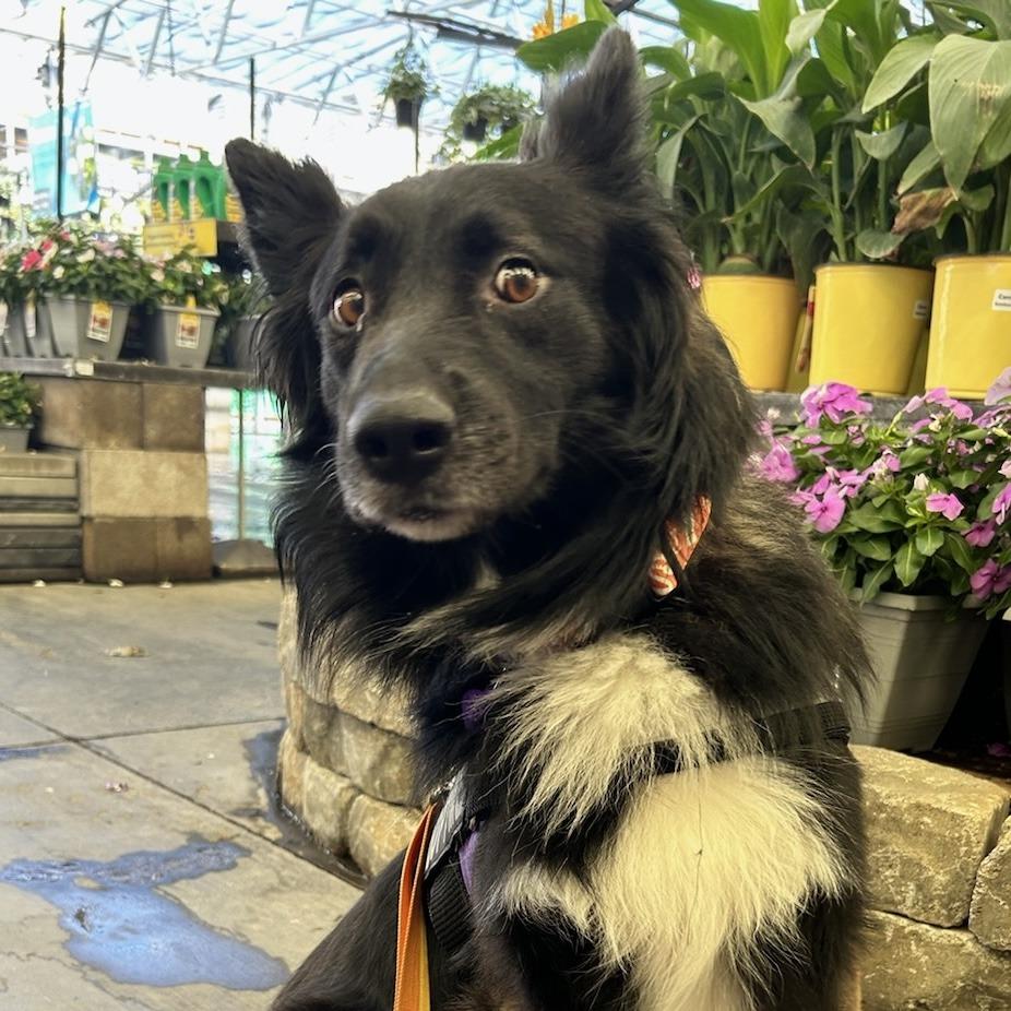 Wolfie aka Admiral, a Adoptable Australian Shepherd in Pahrump, NV image 2/2