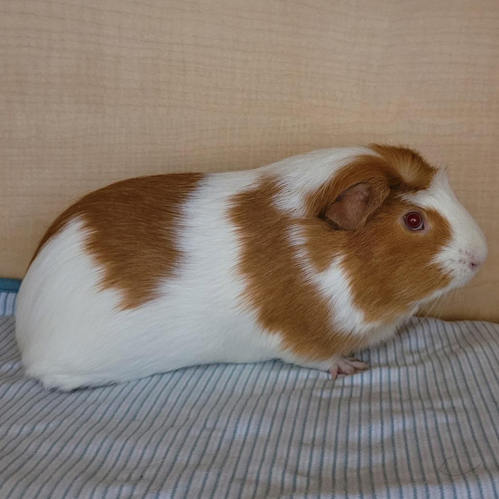 Enlarge Crunchy Taco, a Adoptable Guinea Pig in Chesapeake, VA image 1/1